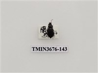 藏品(步行蟲(2))的圖片